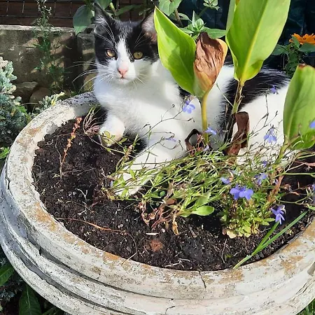 U Babci Gieni * Cisiec