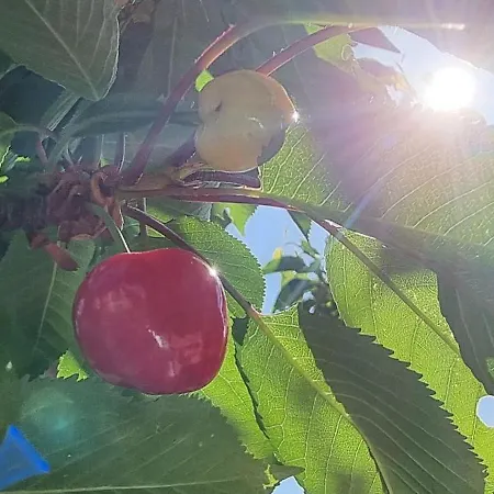 U Babci Gieni * Cisiec