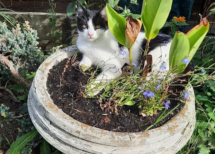 U Babci Gieni * Cisiec