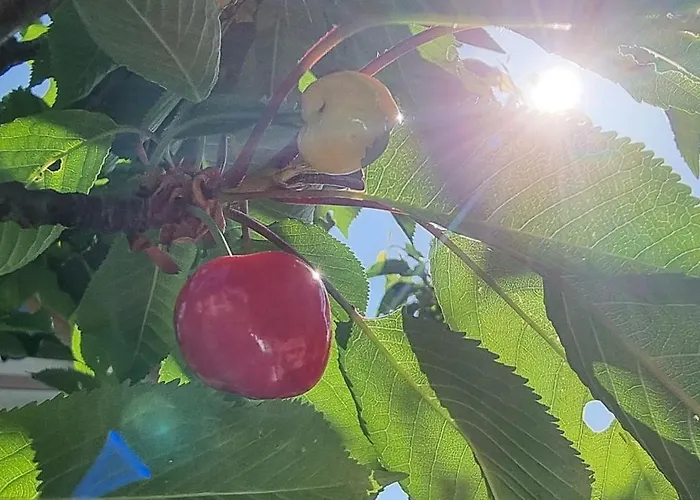 U Babci Gieni * Cisiec